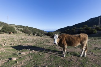 Cow standing in a pasture with a view of mountains and blue sky in the background, Ogliastra,