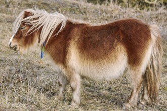 Little Pony Grazing at Lawn near the Forest Devnja, Bulgaria, Europe