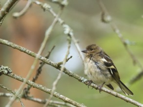 Chaffinch young on a branch in the forest. Brown, gray, green plumage. Small songbird in nature.