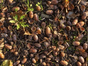 Acorns on the ground under an oak tree, Offenbach am Main, Hesse, Germany, Europe