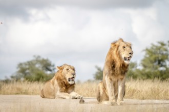 Two Lions sitting on the road in the Sabi Sand Game Reserve, South Africa, Africa