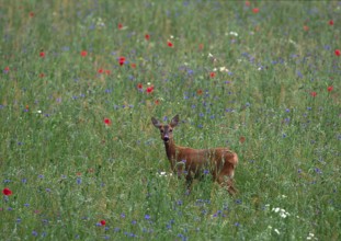 Roe deer (Capreolus capreolus)