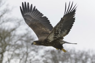 White-tailed eagle (Haliaeetus albicilla)