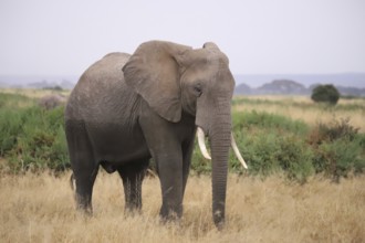 Close-up of an African elephant (Loxodonta africana) in the landscape of Amboseli National Park in