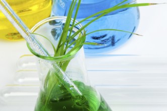 Green plants in laboratory equipment on white background