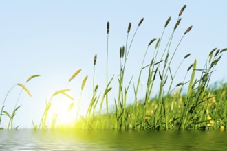 Flowering grass in detail - Allergens