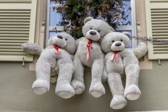 Christmas decorated building windows with three white teddy bears, Colmar, Alsace, Département