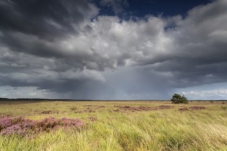 Storm clouds over marsh with flowering heather in summer