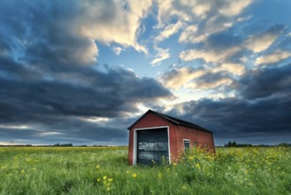 Farmhouse on rapeseed field at stormy sunset, Netherlands