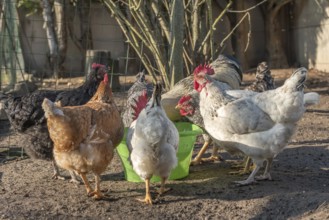 Group of hens drinking in a chicken coop France