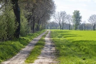 Path in the woods