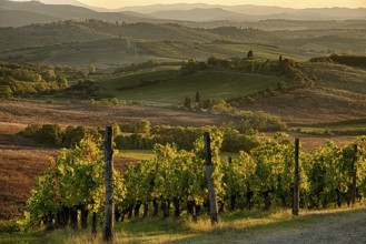 Panoramic view of scenic Tuscany landscape with vineyard in the Chianti region, Tuscany, Italy,