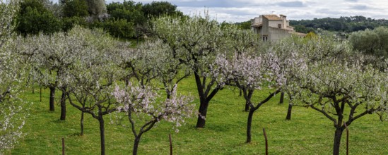 Almond blossom, Caimari, Majorca, Balearic Islands, Spain, Europe