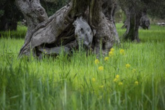 Centenary olive trees of Alqueria d'Avall, Bunyola, Majorca, Balearic Islands, Spain, Europe