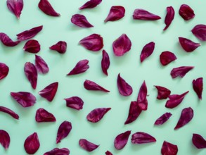 Red burgundy peony petals flat lay on blue-green turquoise background. Flower petals for minimal