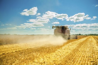 Combine harvester in work