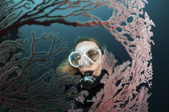 Diver and gorgonian, Melithaea sp., Cenderawasih Bay, West Papua, Indonesia, Asia