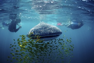Whale shark, Rhincodon thypus, Mexico, Lake Cortez, Lower California, La Paz, Central America