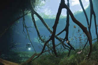 Diver in Car Wash Cenote Aktun Ha, Tulum, Yucatan Peninsula, Mexico, Central America