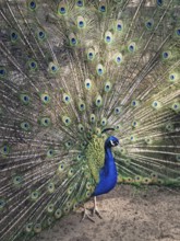 Magnificent peacock with vibrant iridescent blue and green plumage. Elegant feathers fan out,