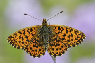 Lean grassland fritillary butterfly, (Boloria dia), animals, insects, butterfly, butterfly family,