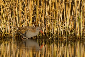 Water rail, (Rallus aquaticus), animals, birds, biotope, habitat, foraging, waters, family of rail