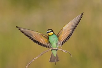Bee-eater, (Merops apiaster), Animals, Birds, Raptor family, Perching station, Muselievo,
