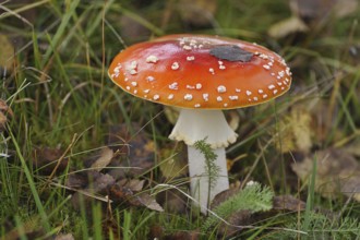 Fly agaric (Amanita muscaria)