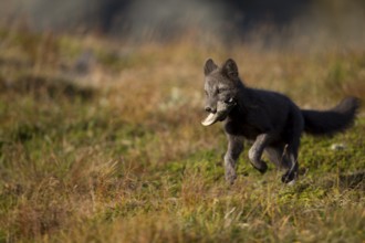 A polar fox plays with a bone in its mouth on a high meadow in side view