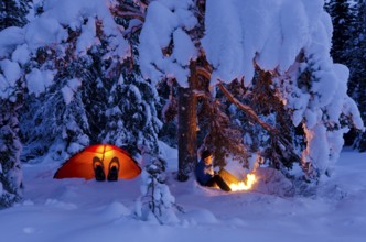 Man sitting next to his illuminated tent under a tree by a campfire, Hedmarksvidda, Hedmark Fylke,