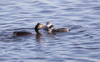 Eared Grebe with Babies Saskatchewan Marsh Canada