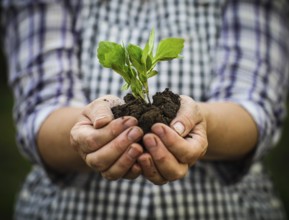 Woman holding a green young plant in her hands. Spring and ecology concept