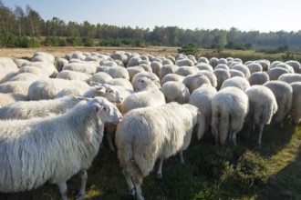 Cattle white Veluwe sheep in Ede at Holland