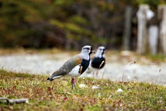 Two birds stand in a meadow in the foreground with a blurred, autumnal background, The Bronze