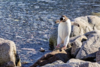 A penguin balancing on rocks by the water, gentoo penguin (Pygoscelis papua) in the Antarctic