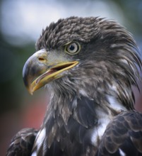 Golden eagle (Aquila chrysaetos) - close-up of head, in captivity