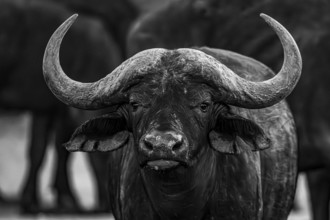 African buffalo (Syncerus caffer), Madikwe Game Reserve, North West Province, South Africa, RSA,