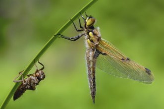 Four-spotted dragonfly with exuviae against a blurred green background