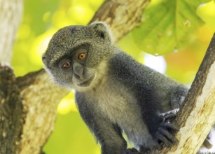 White-throated Monkey (cercopithecus albogularis) in a tree, Kenya, Africa