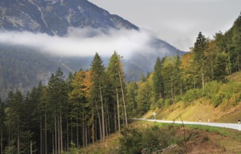 Fine autumn day in the Austrian Alps. The road in mountains among beginners to turn yellow pines
