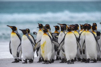 King penguins (Aptenodytes patagonicus) on the beach, Volunteer Point, Falkland Islands, Great