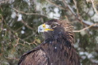 A captive golden eagle (Aqulia chrysaetos) at a bird of prey nature reserve in winter