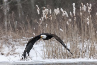 A North American bald eagle (Haliaeetus leucocephalus) at a bird of prey nature reserve
