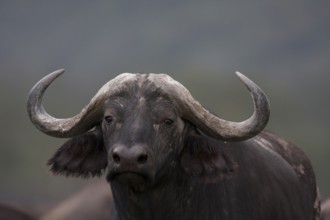 Cape buffalo portrait