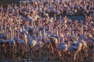 Interesting and useful birdwatching. Namibia. Huge colony of pink flamingos. Gorgeous birds feed in