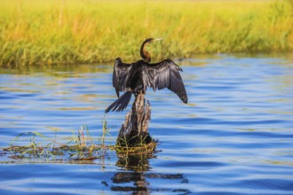 Chobe National Park on the Zambezi River, Botswana. Big Bird wings opened sitting on a tree among