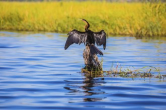 African cormorant dries its wings. Chobe National Park on the Zambezi River, Botswana. The concept