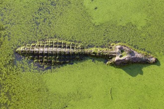 Young alligator in Thailand wetland pond with duckweed and copy space. View from above