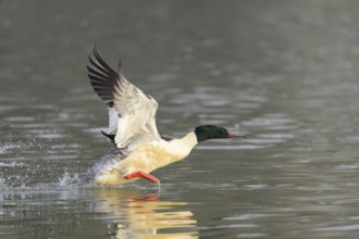 A common merganser (Mergus merganser) takes off from the water and flies with outstretched wings,