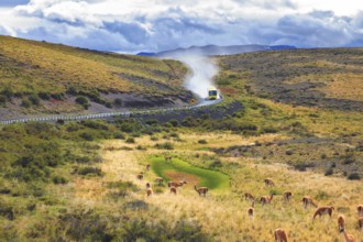 On a dirt road bus rides in a cloud of dust. On the graß grazing herd of wild guanacos. Torres del